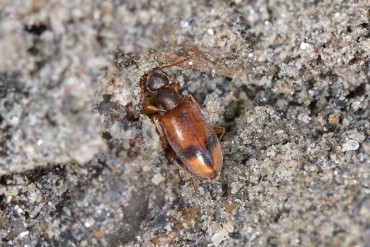 Anthicus schmidtii - Anthicidae